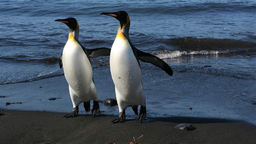 penguins