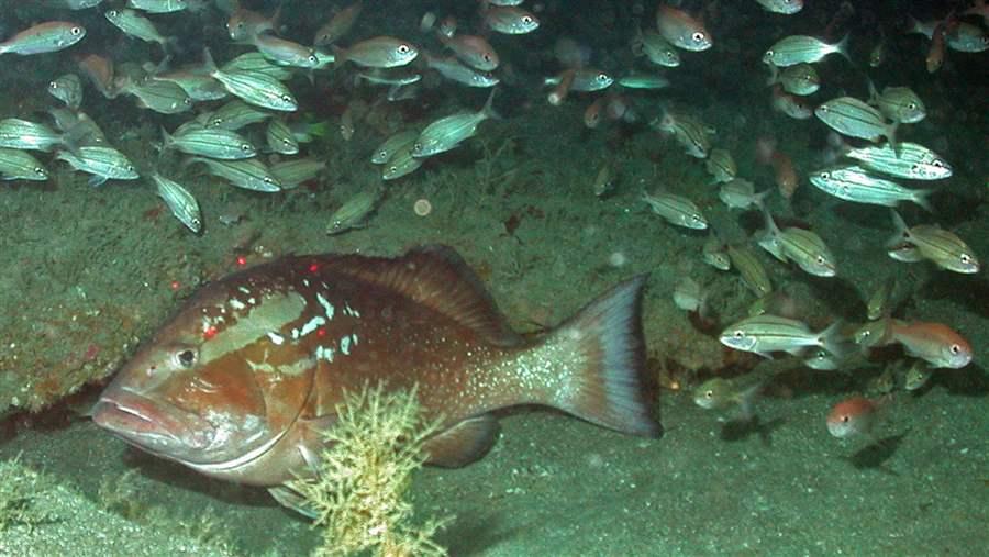 red grouper 2