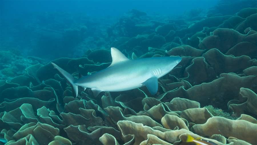 Shark Swimming