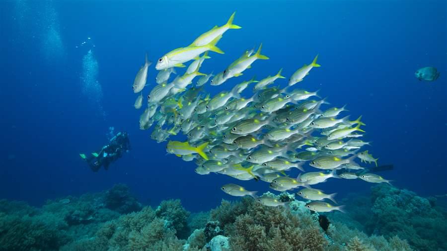 School of Fish