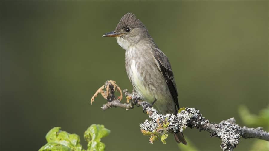 Flycatcher