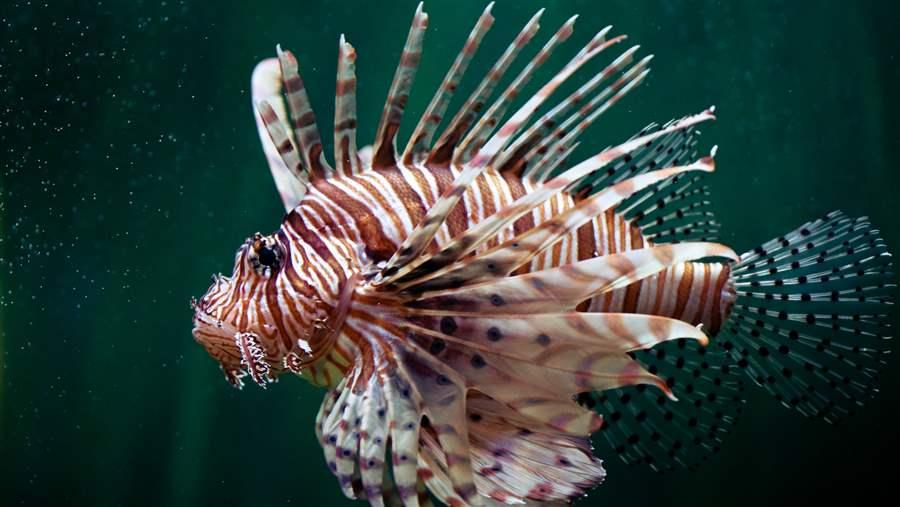 Lion fish