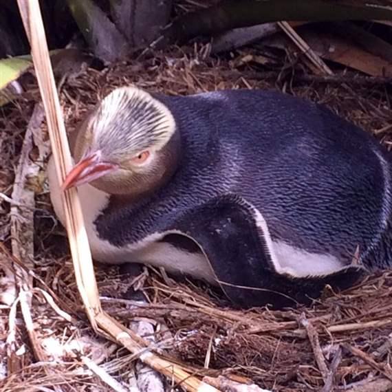 yellow eyed penguin nest