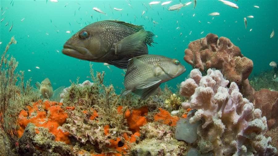 Black sea bass at Gray's Reef National Marine Sanctuary, Georgia.