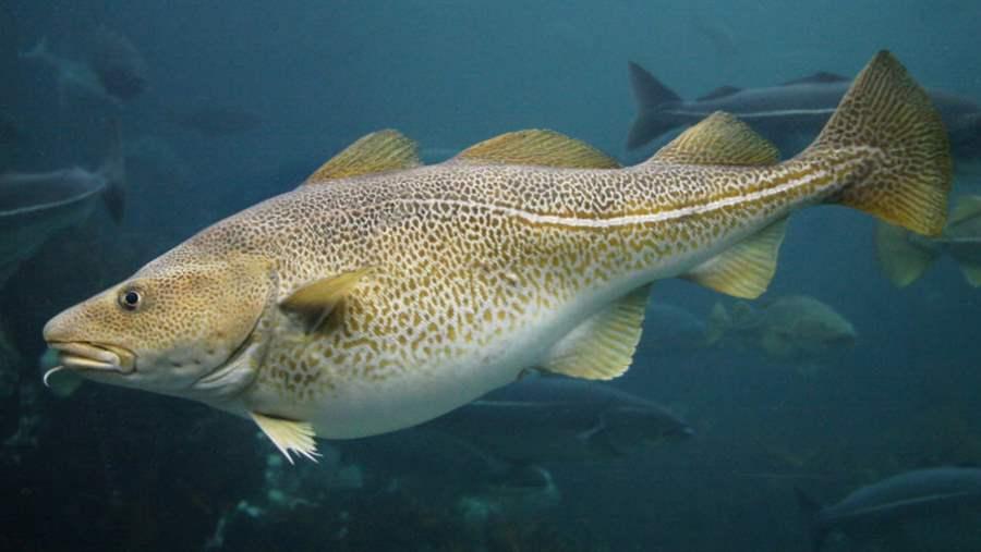 atlantic cod