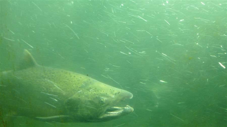 Pacific salmon are prime examples of the need for an ecosystem-based approach to managing fishing in U.S. oceans.