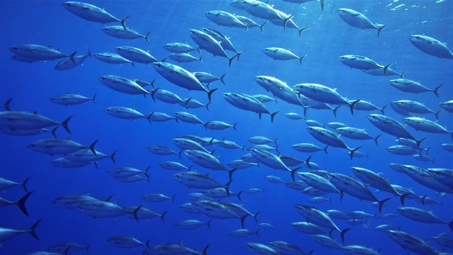 Bluefin tuna populations need a chance to rebuild.