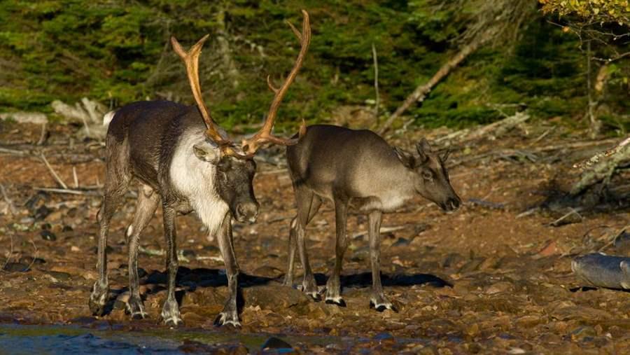 Woodland caribou are a threatened species in Canada
