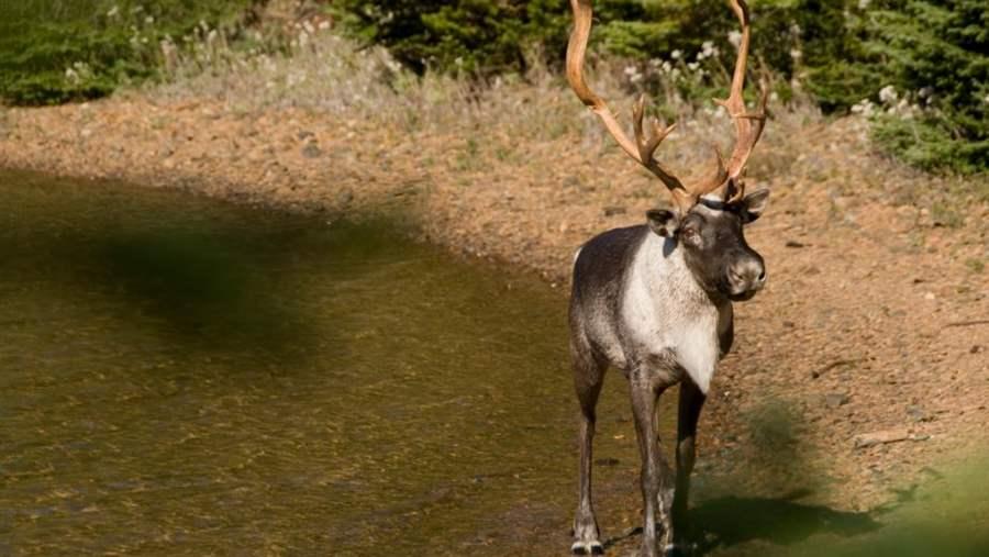 Woodland caribou are a threatened species in Canada