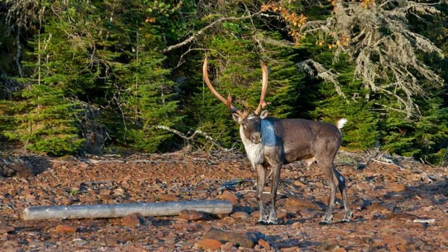 Woodland caribou are a threatened species in Canada