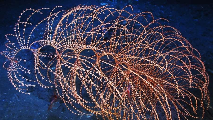 Iridgorgia, a type of deep-sea coral in the Gulf of Mexico