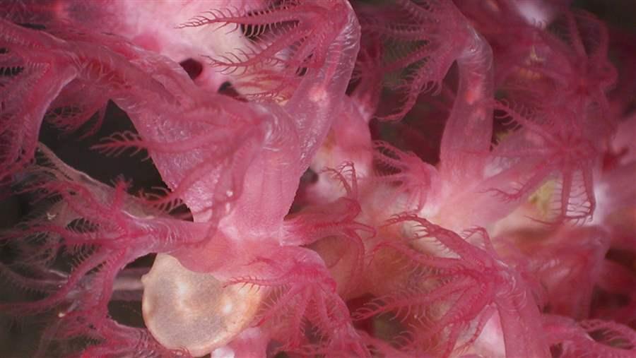 Octocorals live 4,500 feet below the surface in the Gulf of Mexico