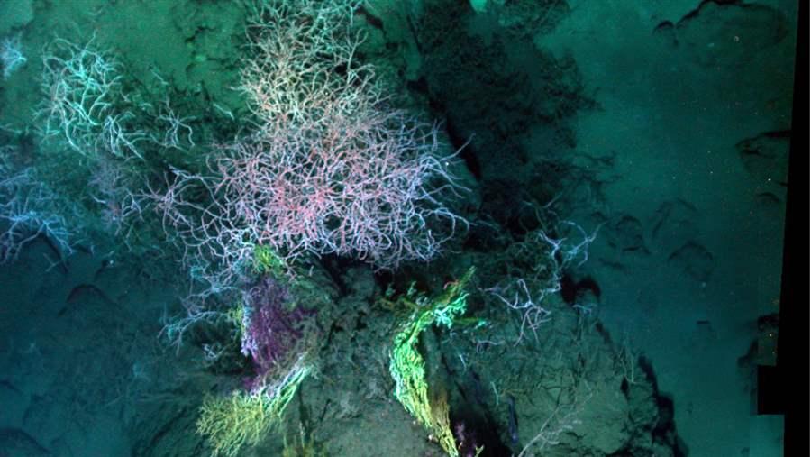 Coral community in the Gulf of Mexico