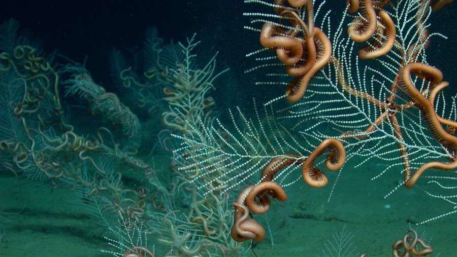 Callogorgia are host to ophiuroids in the Gulf of Mexico