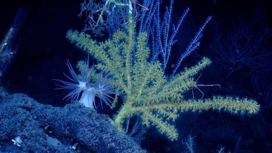 Deep-sea coral community in the Gulf of Mexico containing white sea anemones