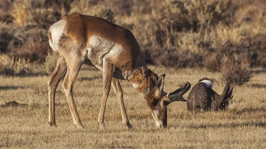 Pronghorn