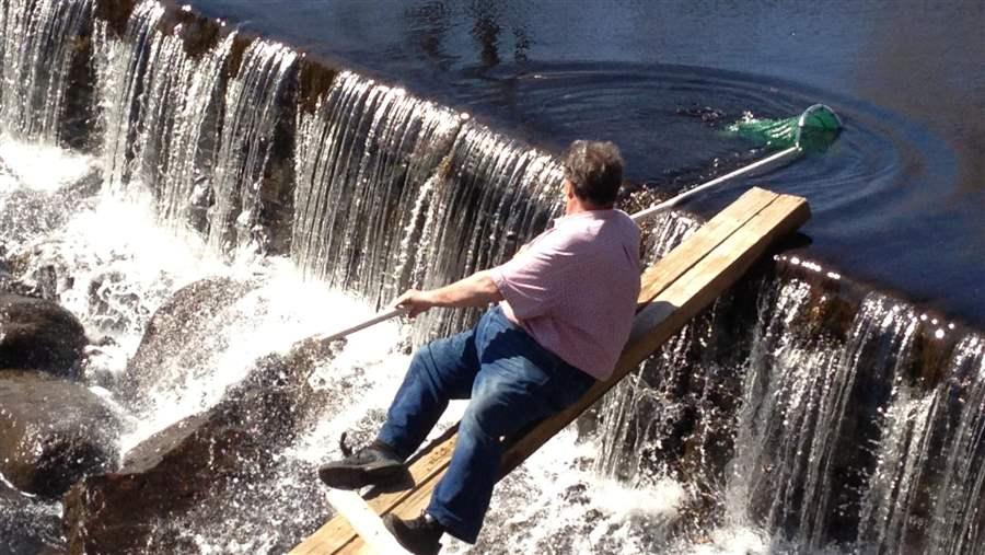 Bill McWha tosses river herring over a dam on the Saugatucket River