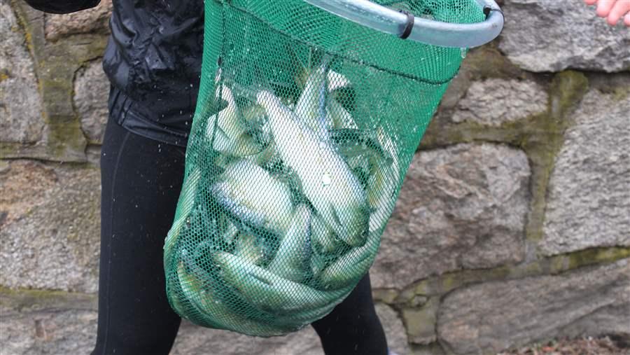 River herring along the Atlantic coast are in sharp decline