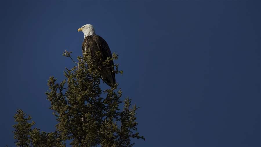 bald eagle above little doctor lake