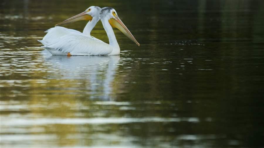 white pelicans in the boreal forest