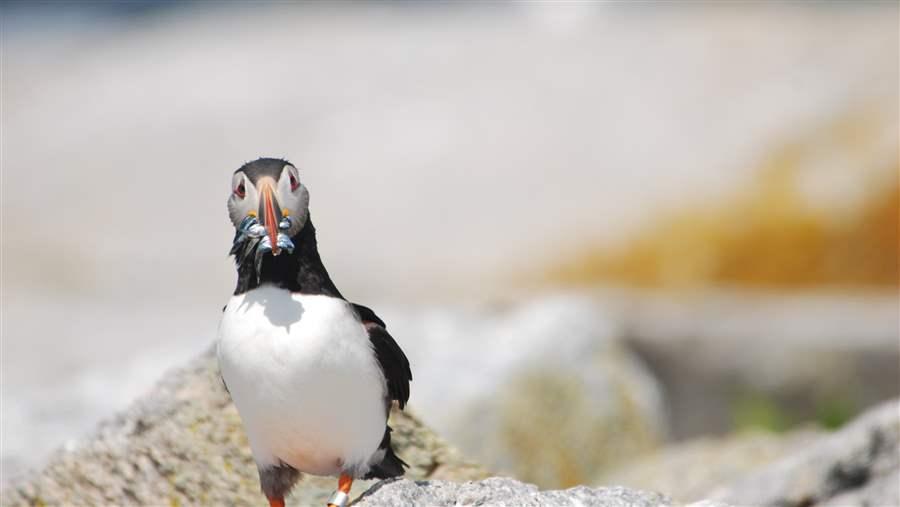 A parent puffin must bring an average of 2,500 fish to its hatchling before it grows enough to fledge