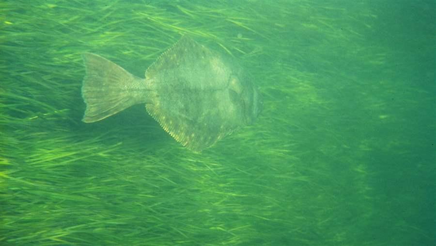 A flounder swims through a bed of seagrass in Narragansett Bay, Rhode Island