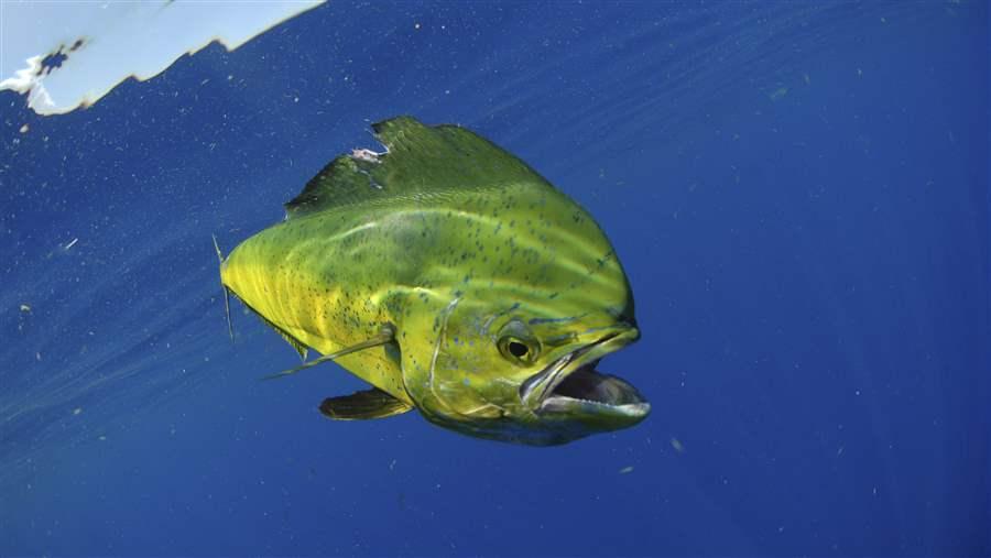 Protecting the waters around the Austral Islands would help mahimahi