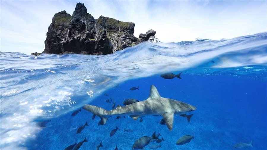 There are many unique species in the waters around the Austral Islands