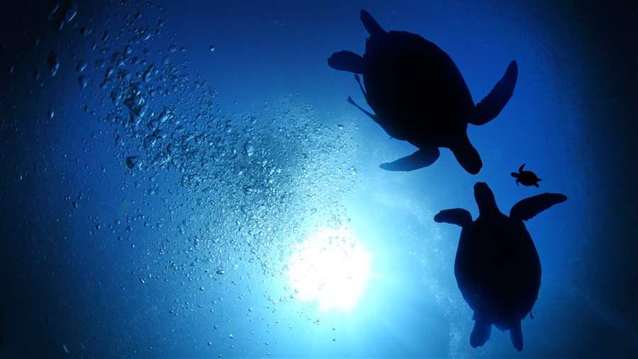 Green turtles would be helped by a new marine reserve
