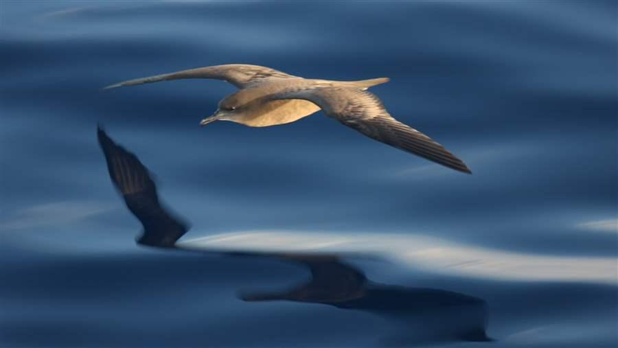 wedge tailed shearwater