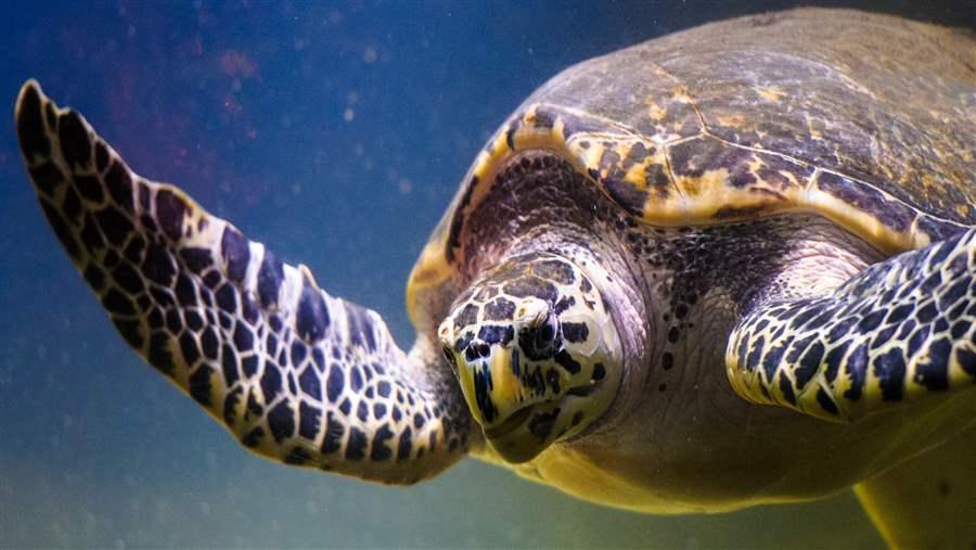 Loggerhead Turtle