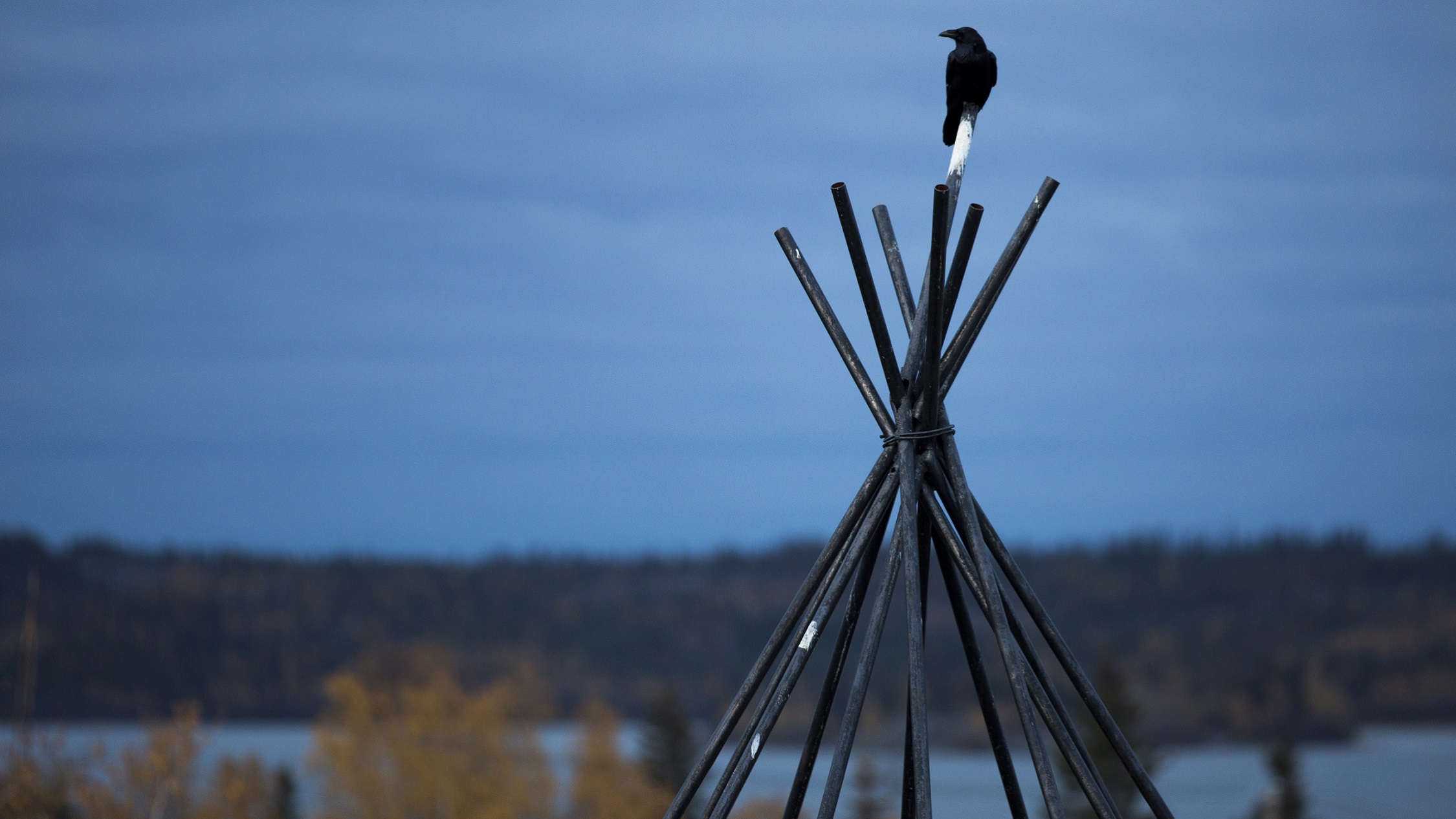 A common raven perches atop a tepee frame in Yellowknife, Northwest Territories