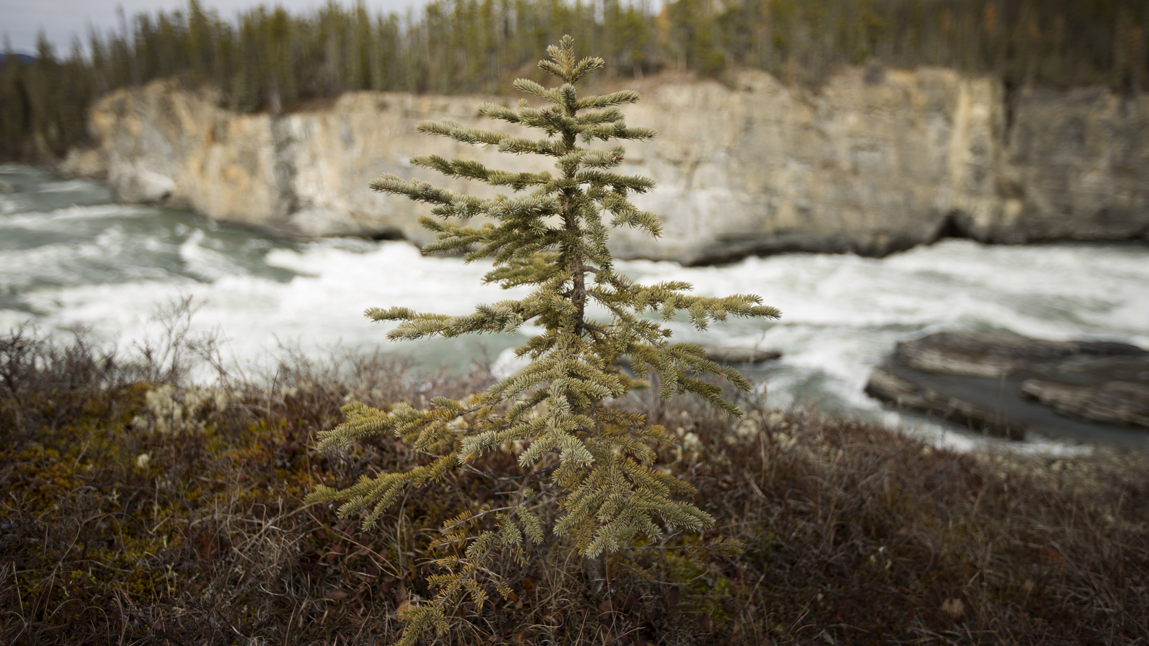 A spruce tree
