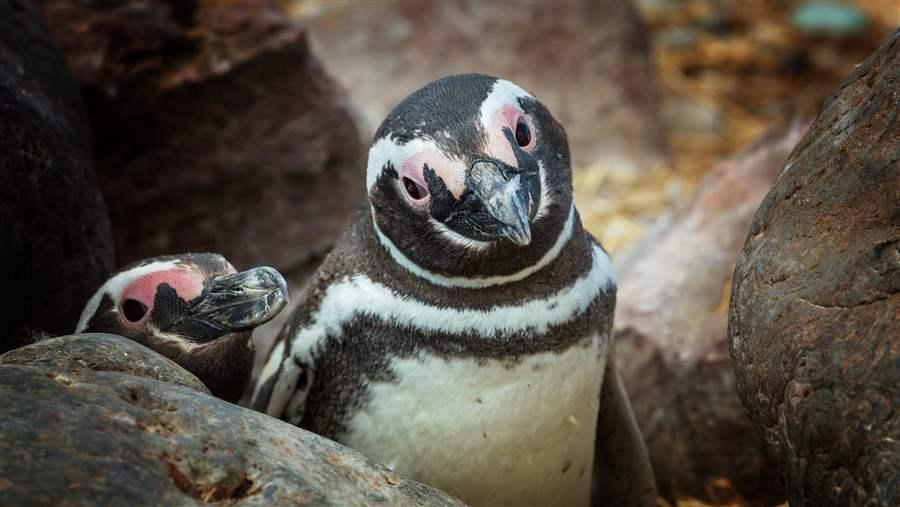 Man-made pressures are hurting Magellanic penguins' breeding colonies.