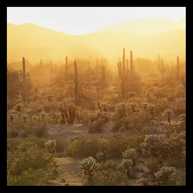 The Sonoran Desert National Monument contains more than 487,000 acres of desert landscape