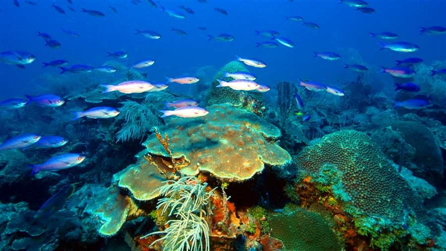 Creole Wrasse in the Dry Tortugas National Park
