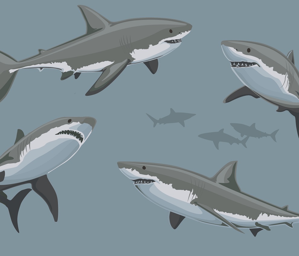 Great white sharks are apex predators in the White Shark Café.