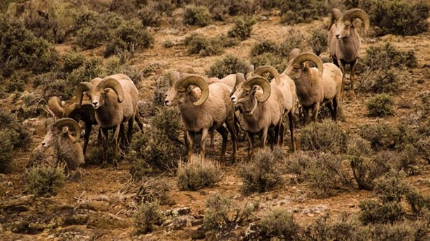 Bighorn sheep
