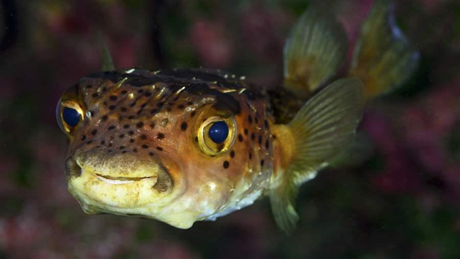 Freckled Porcupinefish