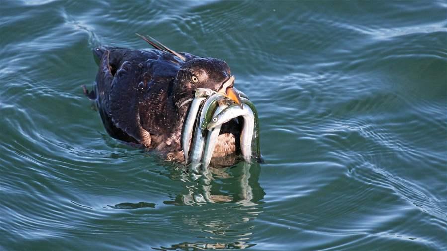 A rhinoceros auklet