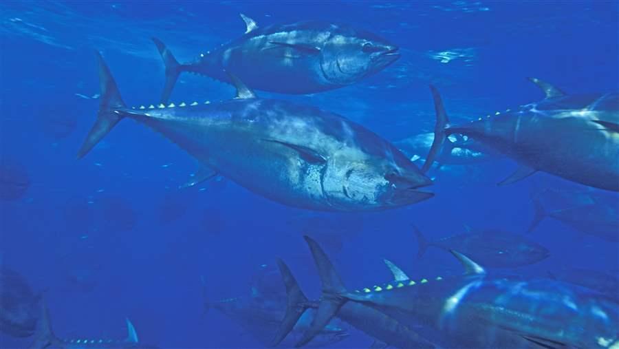 Pacific Bluefin Tuna