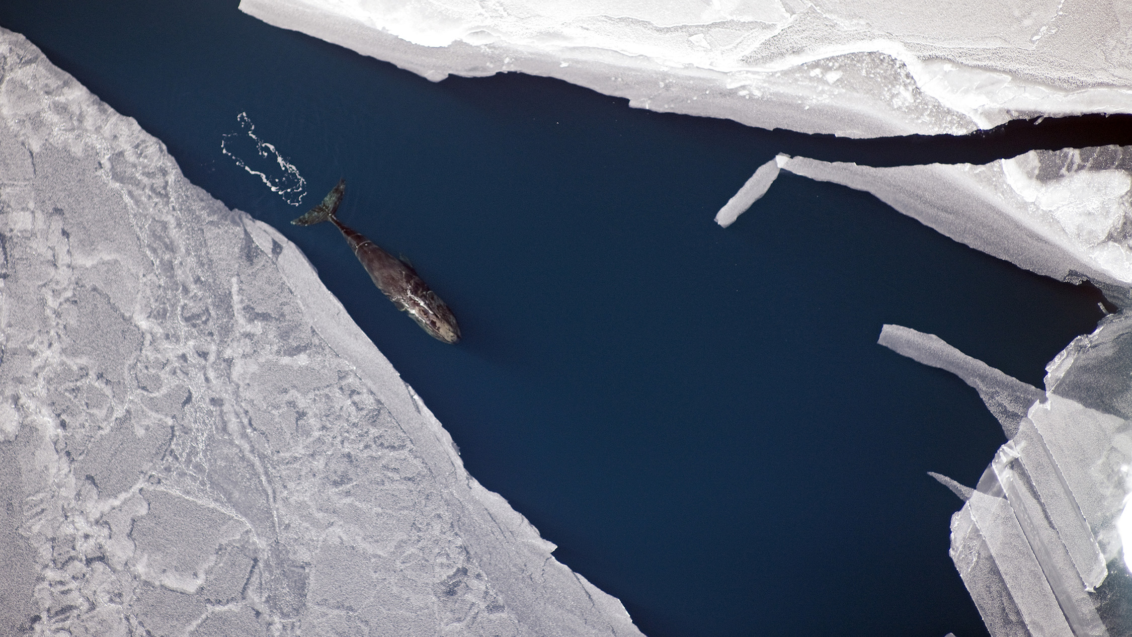 A bowhead whale swims along the sea ice in the Arctic Ocean. Bowheads, which are an important part of subsistence culture, can live more than 100 years.