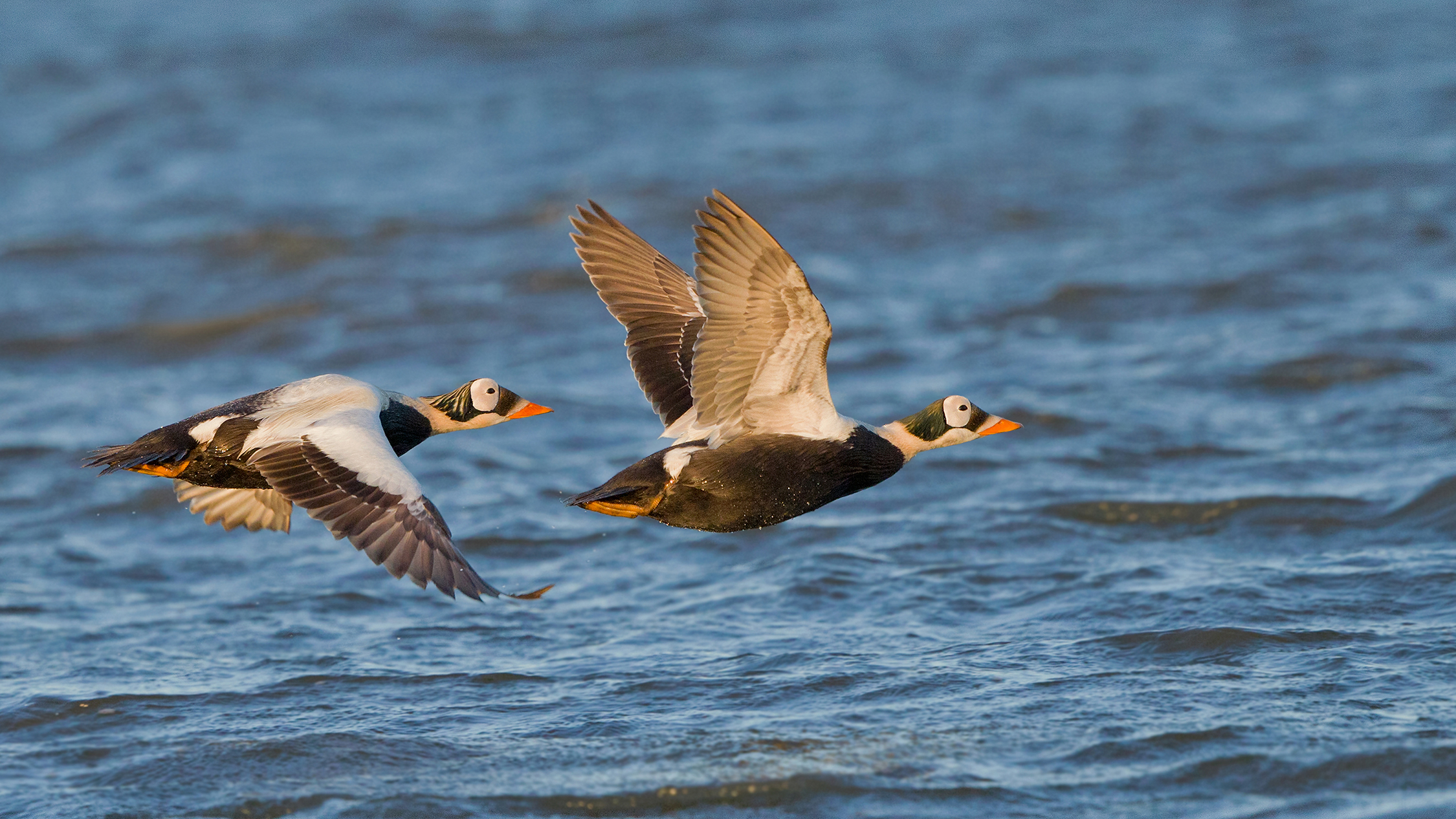 A pair of spectacled eider drakes fly over the coastal waters of Barrow, Alaska. Millions of seabirds migrate across long stretches of the Arctic Ocean each year, using marine habitat to feed, rest, and breed.