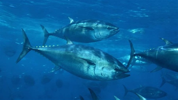 Illegal fishing Tuna