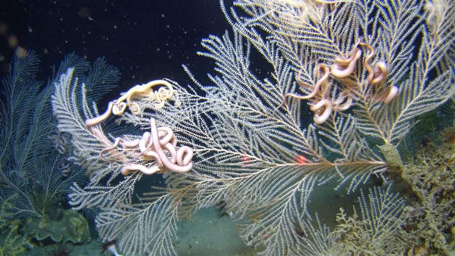 Callogorgia are a species of octocoral