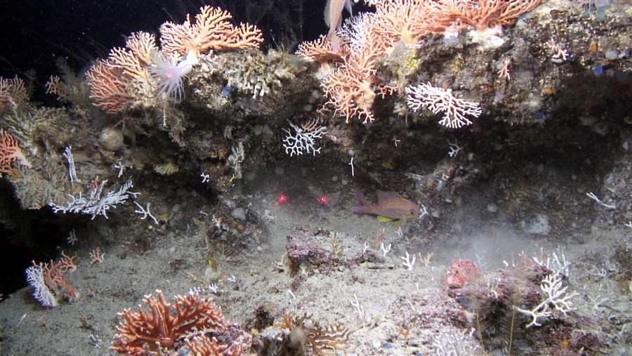 Ledges on the Pourtales Terrace are home to diverse marine life