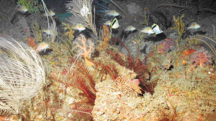 deep coral habitat