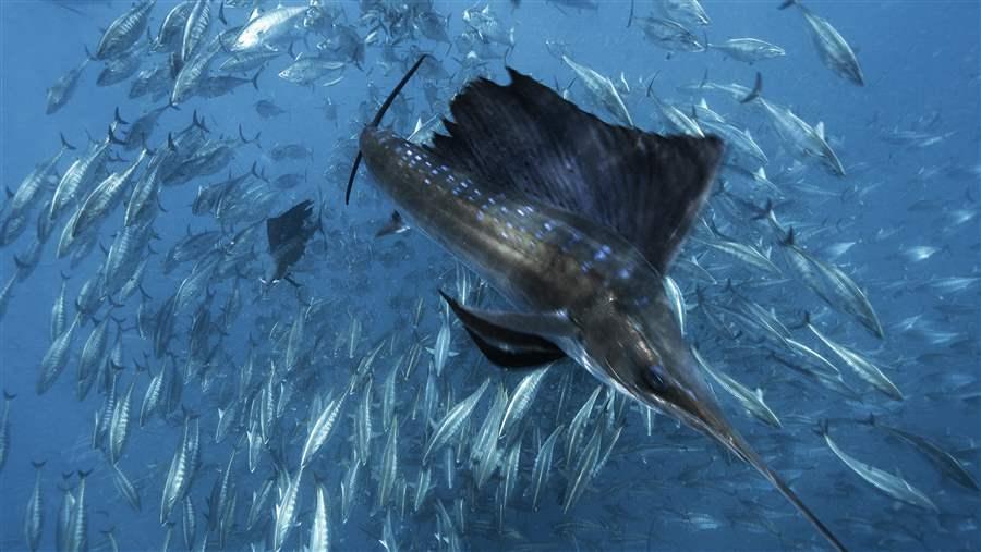 Forage fish are vital for marine ecosystems.