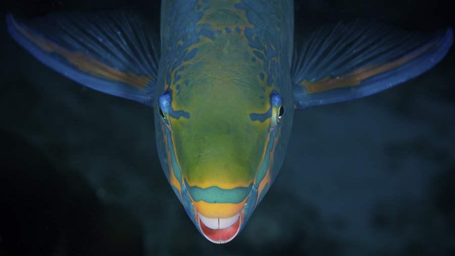Parrotfish eat seaweed that would harm corals