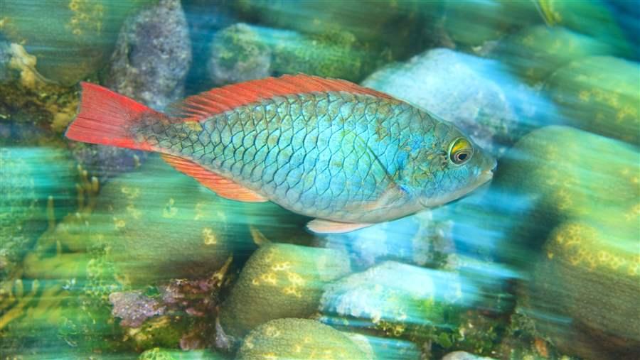 Parrotfish have few protections in the Caribbean Sea